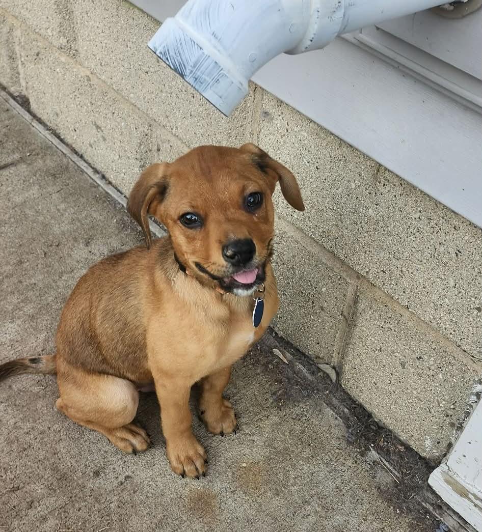 Enlarge Howie, a ADOPTABLE mixed breed in De Pere, WI image 4/4