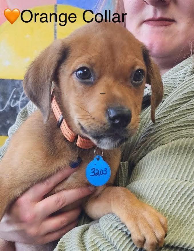 Howie, ADOPTABLE, Puppy Male Shepherd.