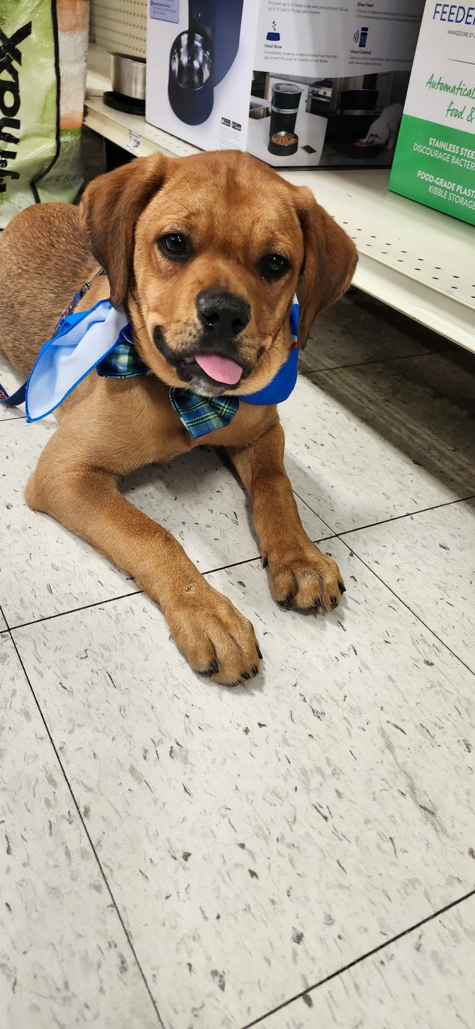 Enlarge Howie, a ADOPTABLE mixed breed in De Pere, WI image 2/3