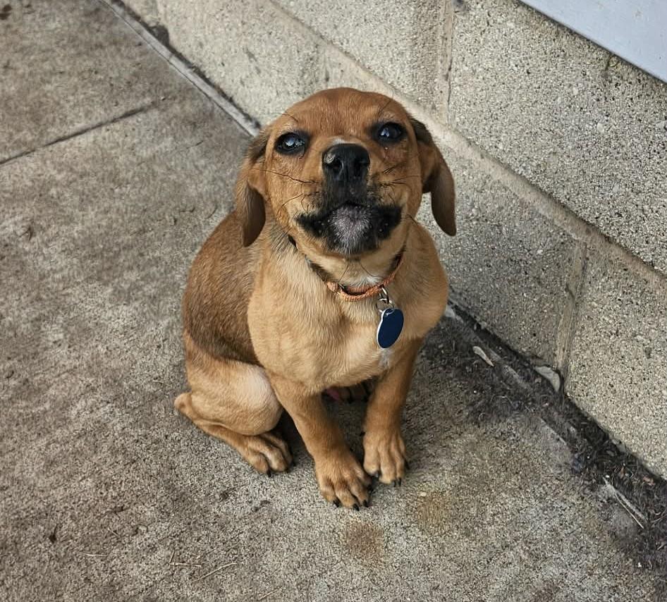 Howie, ADOPTABLE, Puppy Male Shepherd.