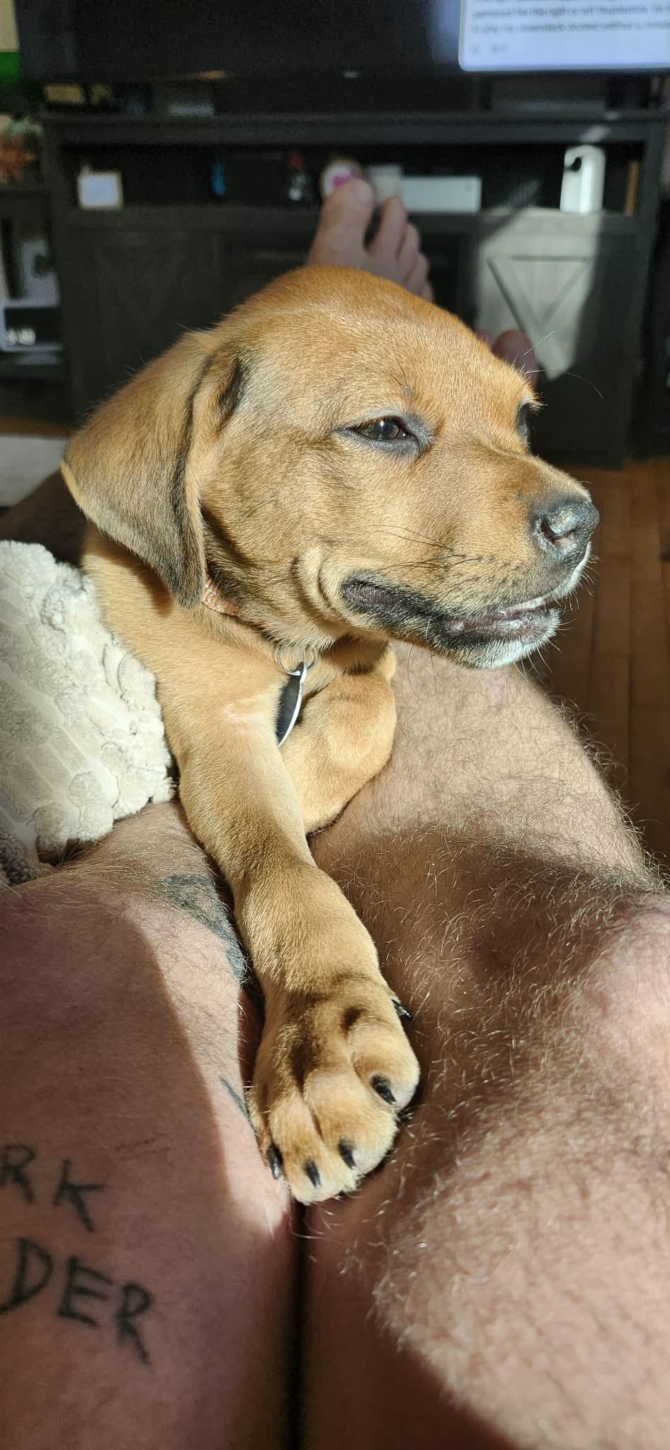 Howie, a ADOPTABLE mixed breed in De Pere, WI image 2/2