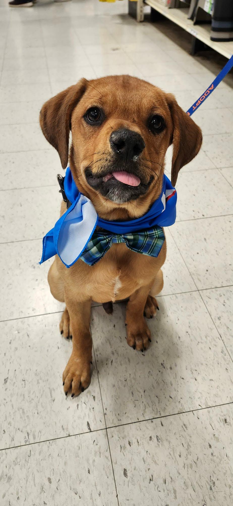 Enlarge Howie, a ADOPTABLE mixed breed in De Pere, WI image 3/3