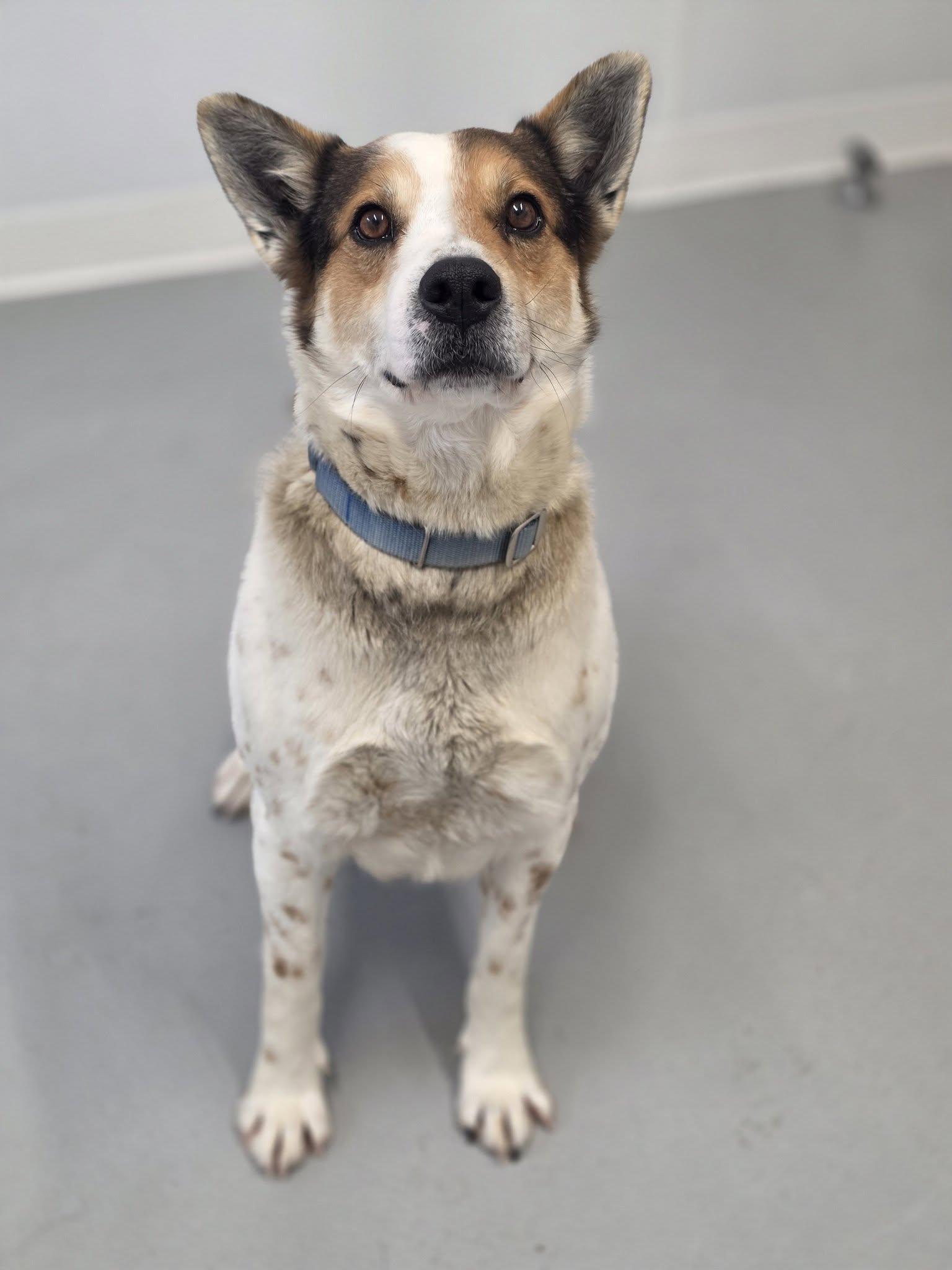 Dipsy, ADOPTABLE, Adult Male Australian Cattle Dog / Blue Heeler.
