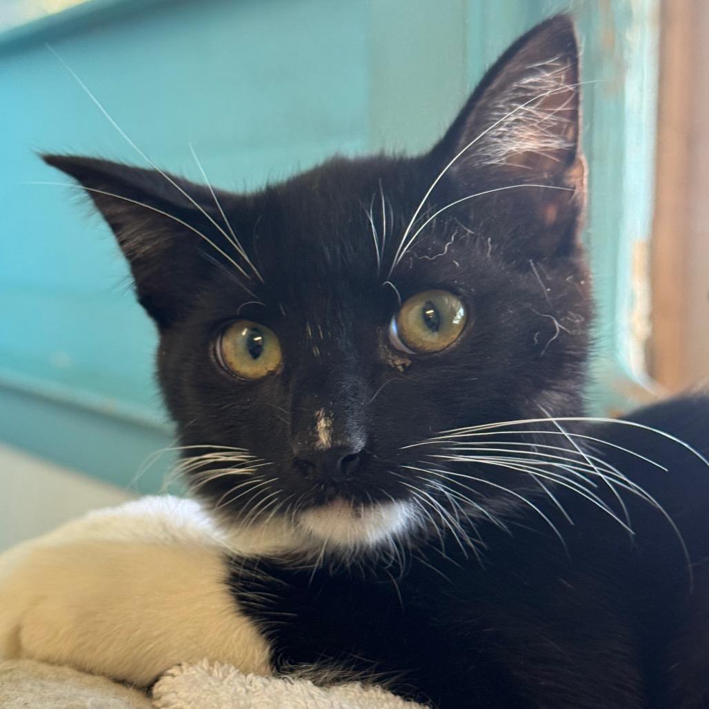 Enlarge Tofu, a Adoptable Domestic Short Hair in Decatur, GA image 1/2