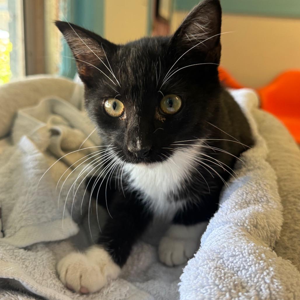 Enlarge Tofu, a Adoptable Domestic Short Hair in Decatur, GA image 2/2