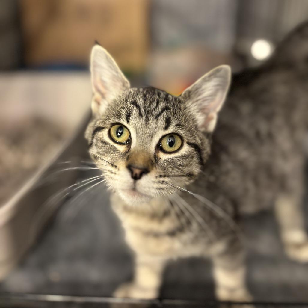 Enlarge Emilia (Foster-to-adopt), a Adopted Domestic Short Hair in Milwaukee, WI image 4/4