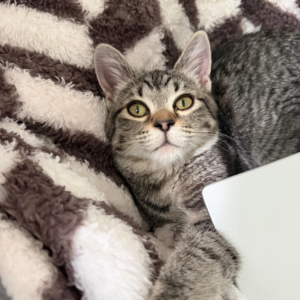 Enlarge Emilia (Foster-to-adopt), a Adopted Domestic Short Hair in Milwaukee, WI image 3/4