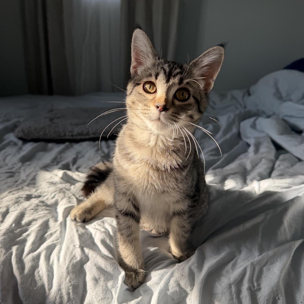 Emilia (Foster-to-adopt), Adopted, Young Female Domestic Short Hair.