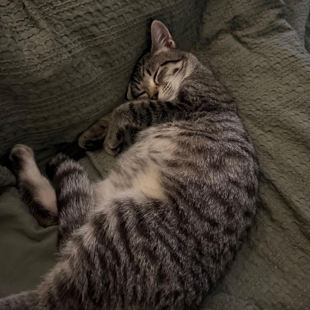 Enlarge Emilia (Foster-to-adopt), a Adopted Domestic Short Hair in Milwaukee, WI image 2/4