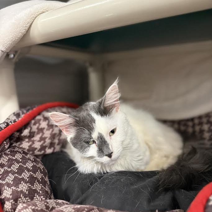 Enlarge Angel, a Adoptable Domestic Short Hair in Saint Cloud, MN image 1/5