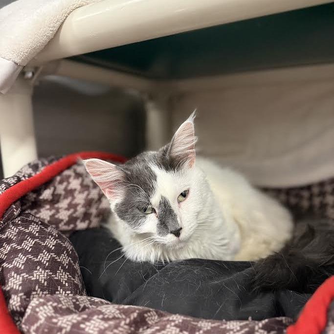 Enlarge Angel, a Adoptable Domestic Short Hair in Saint Cloud, MN image 2/5