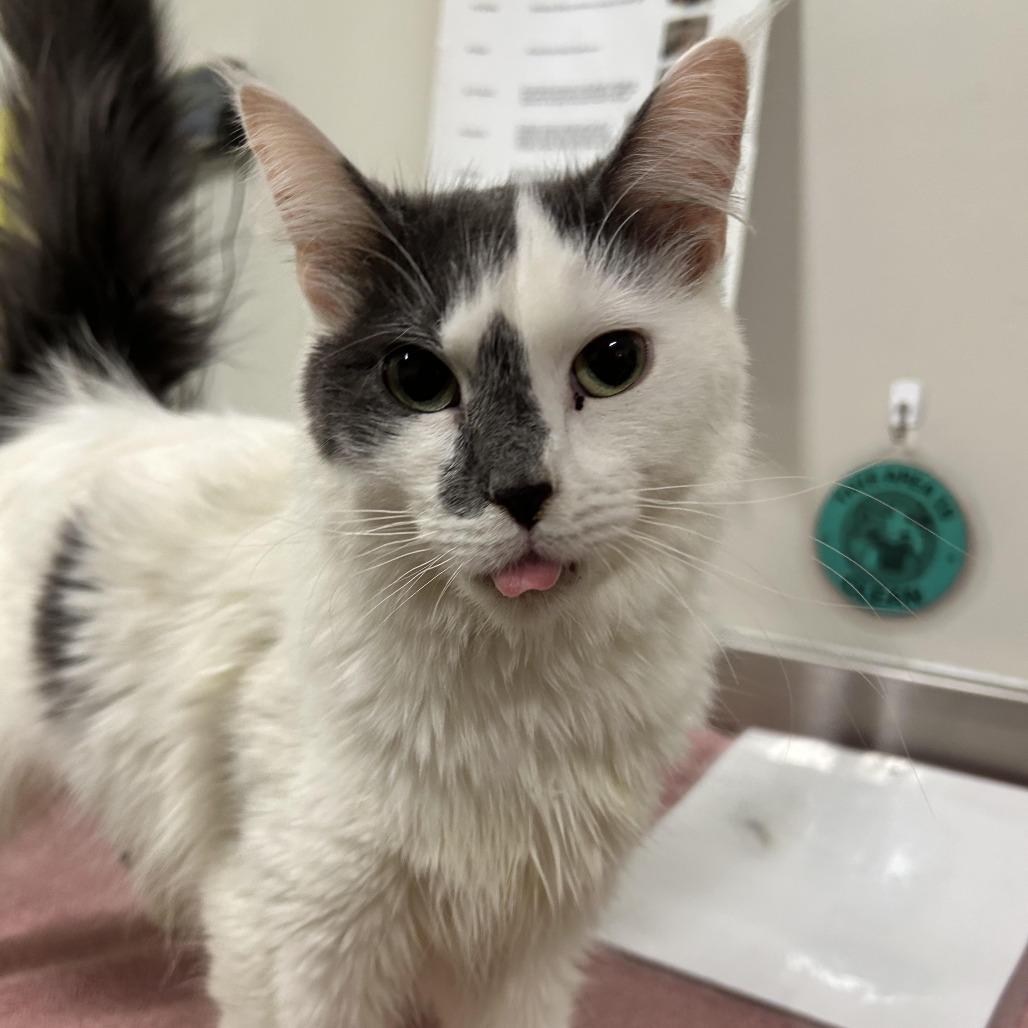 Enlarge Angel, a Adoptable Domestic Short Hair in Saint Cloud, MN image 3/5