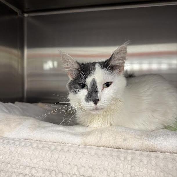 Enlarge Angel, a Adoptable Domestic Short Hair in Saint Cloud, MN image 4/5