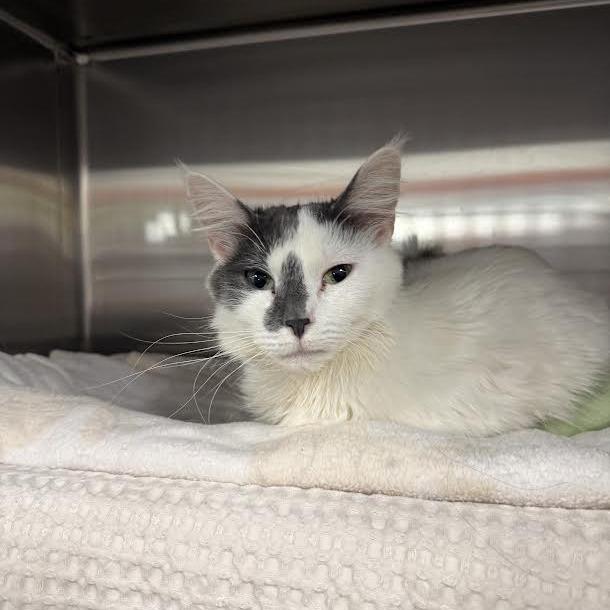 Enlarge Angel, a Adoptable Domestic Short Hair in Saint Cloud, MN image 5/5