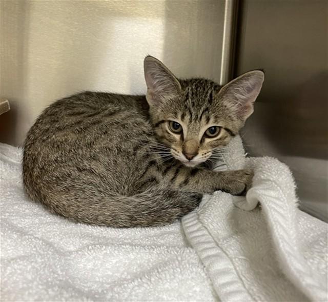 PORTHOS, Adoptable, Kitten Female Domestic Short Hair.