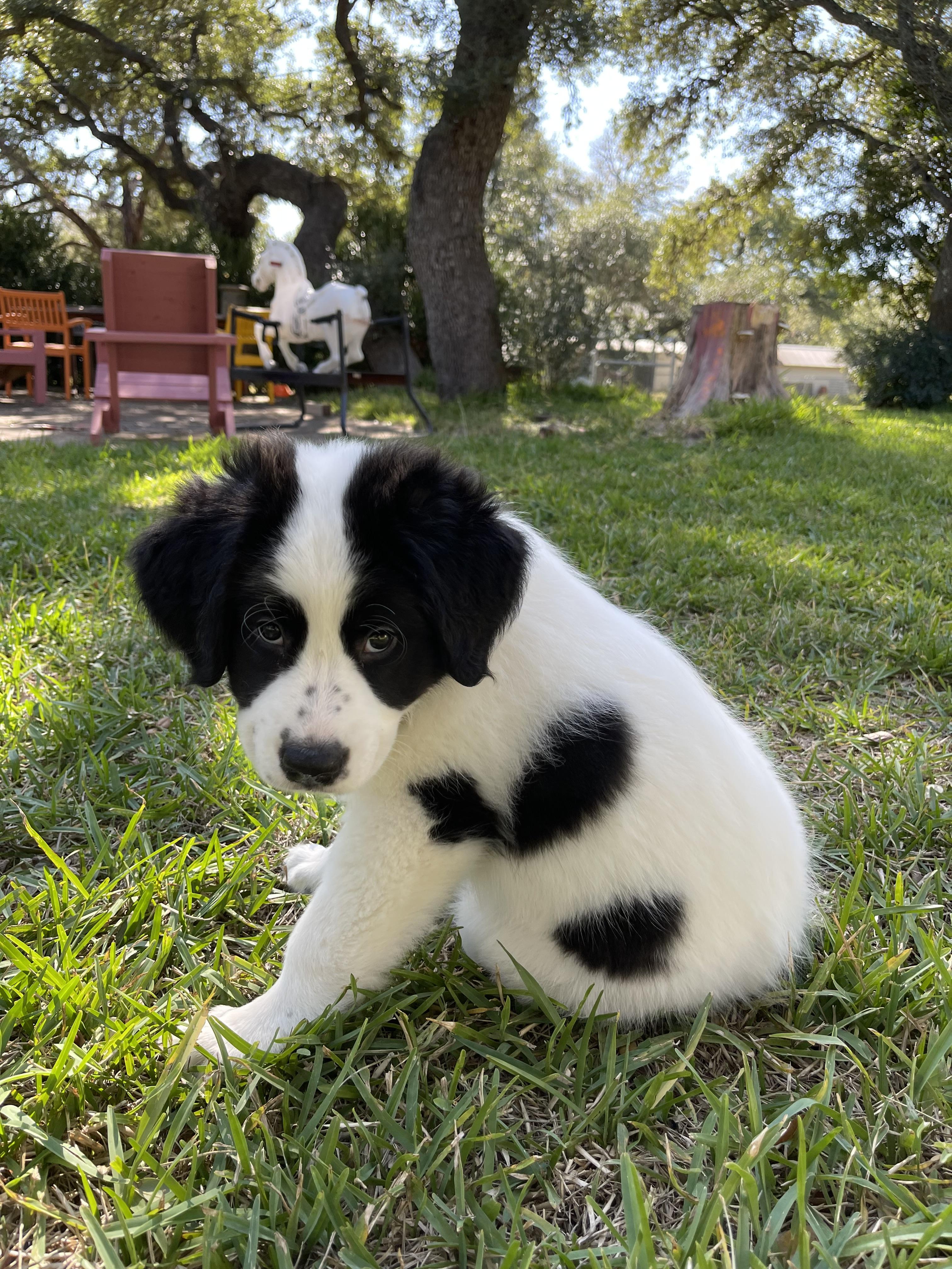 Reba ATX, Adopted, Young Female Great Pyrenees.
