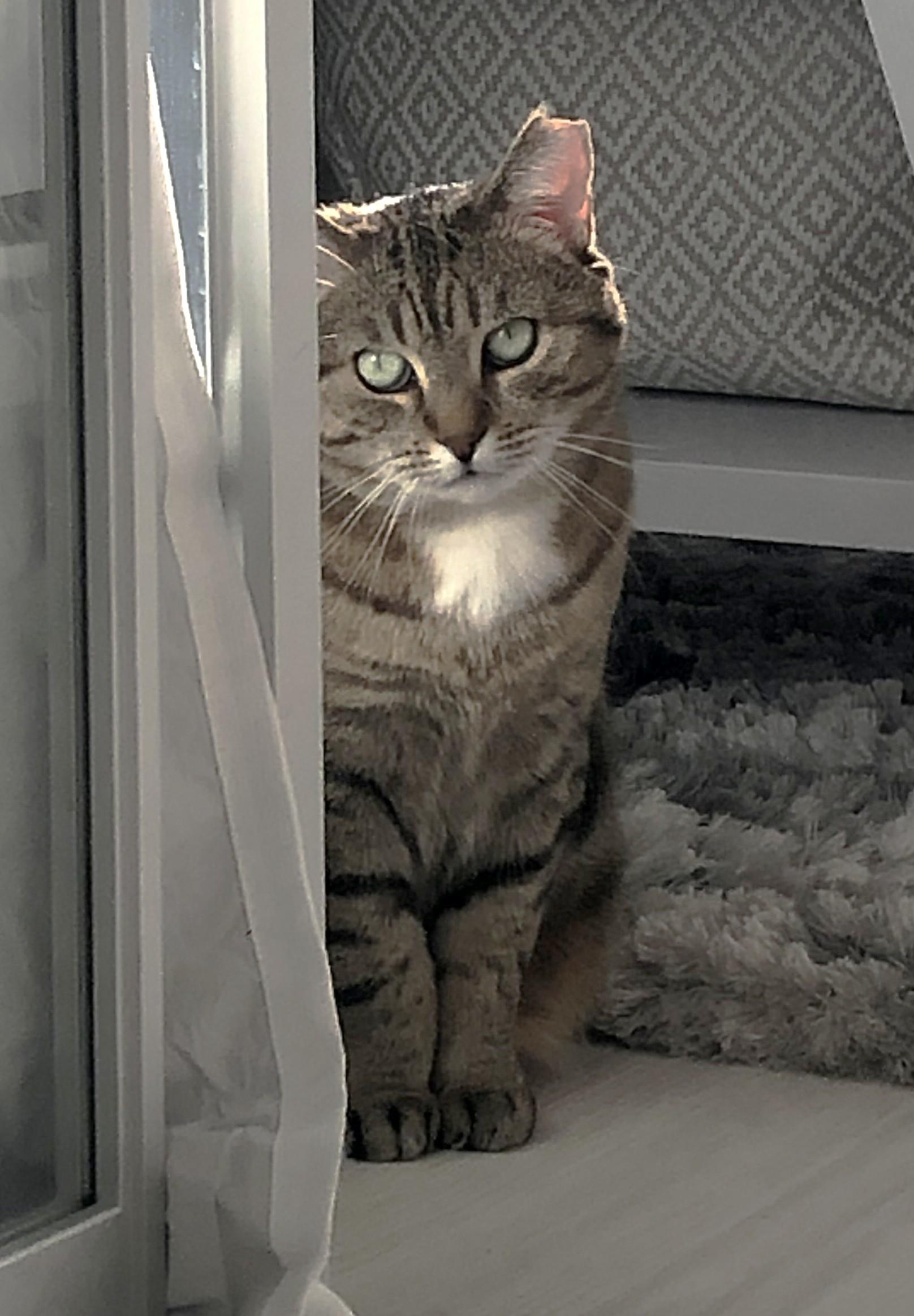 Enlarge Fairy AKA Fairmont, a Adoptable Domestic Short Hair in Mississauga, ON image 4/6