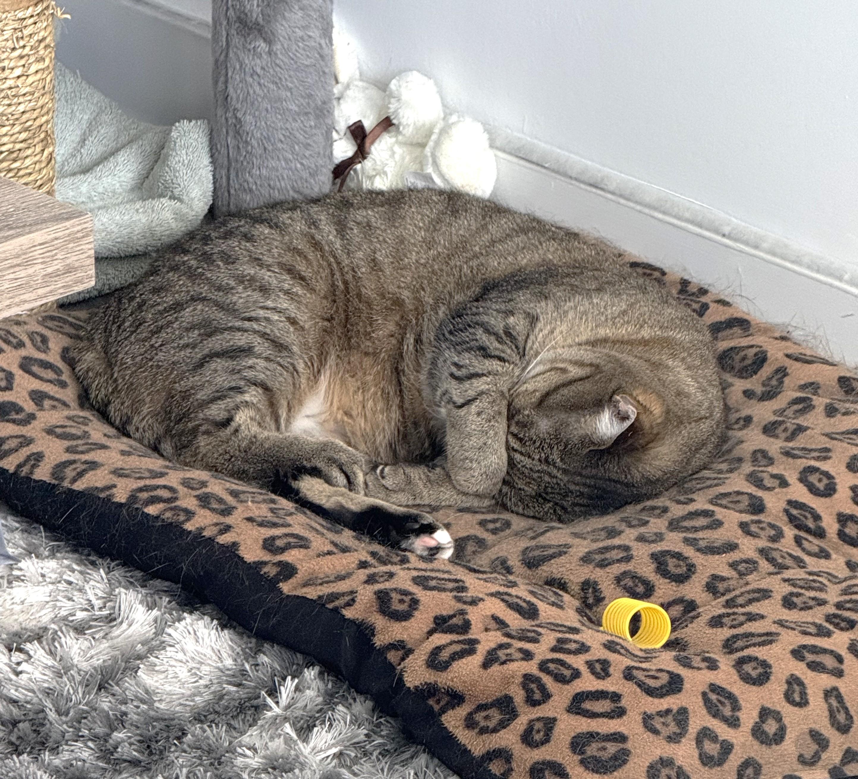 Enlarge Fairy AKA Fairmont, a Adoptable Domestic Short Hair in Mississauga, ON image 3/6