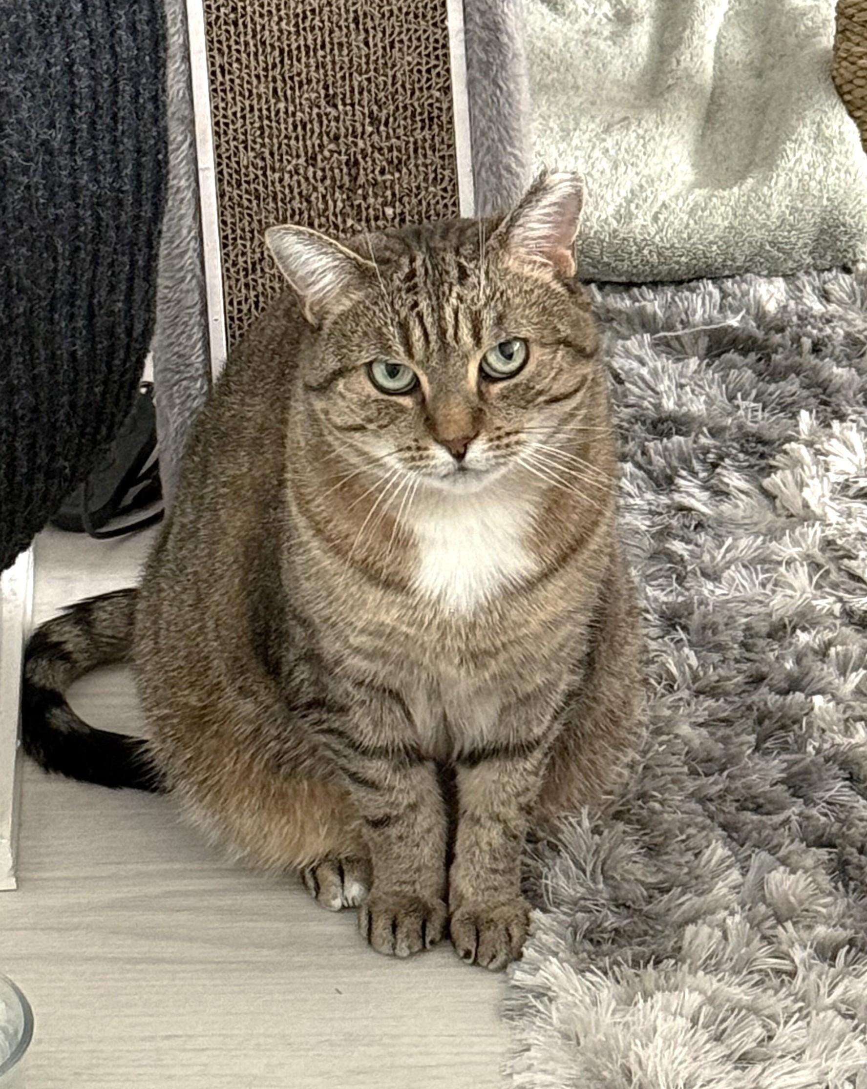 Enlarge Fairy AKA Fairmont, a Adoptable Domestic Short Hair in Mississauga, ON image 5/6