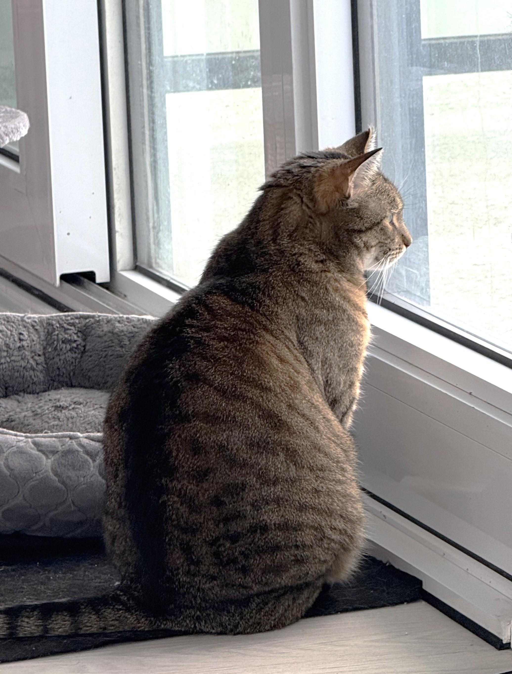 Enlarge Fairy AKA Fairmont, a Adoptable Domestic Short Hair in Mississauga, ON image 2/6