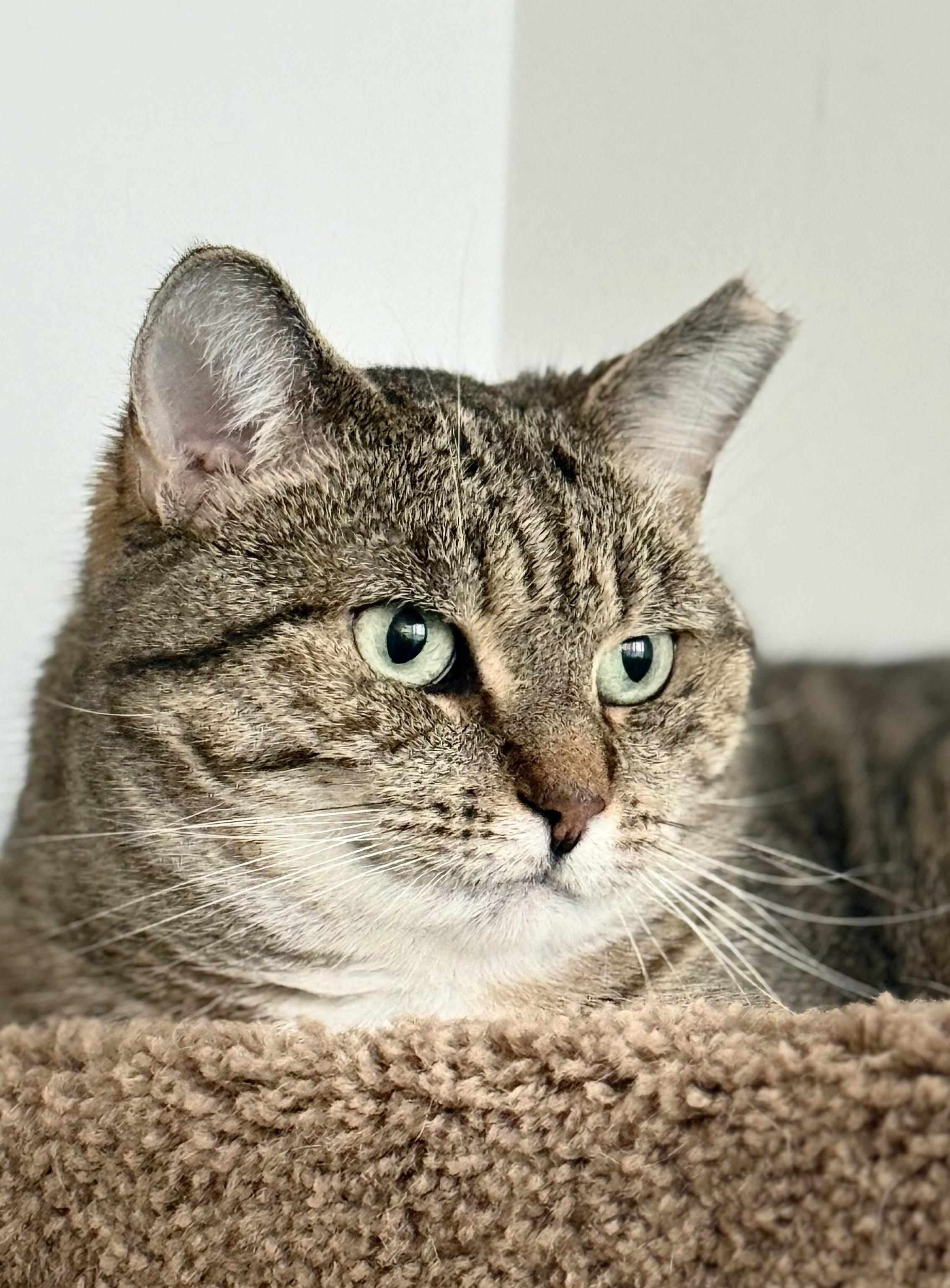 Enlarge Fairy AKA Fairmont, a Adoptable Domestic Short Hair in Mississauga, ON image 1/6