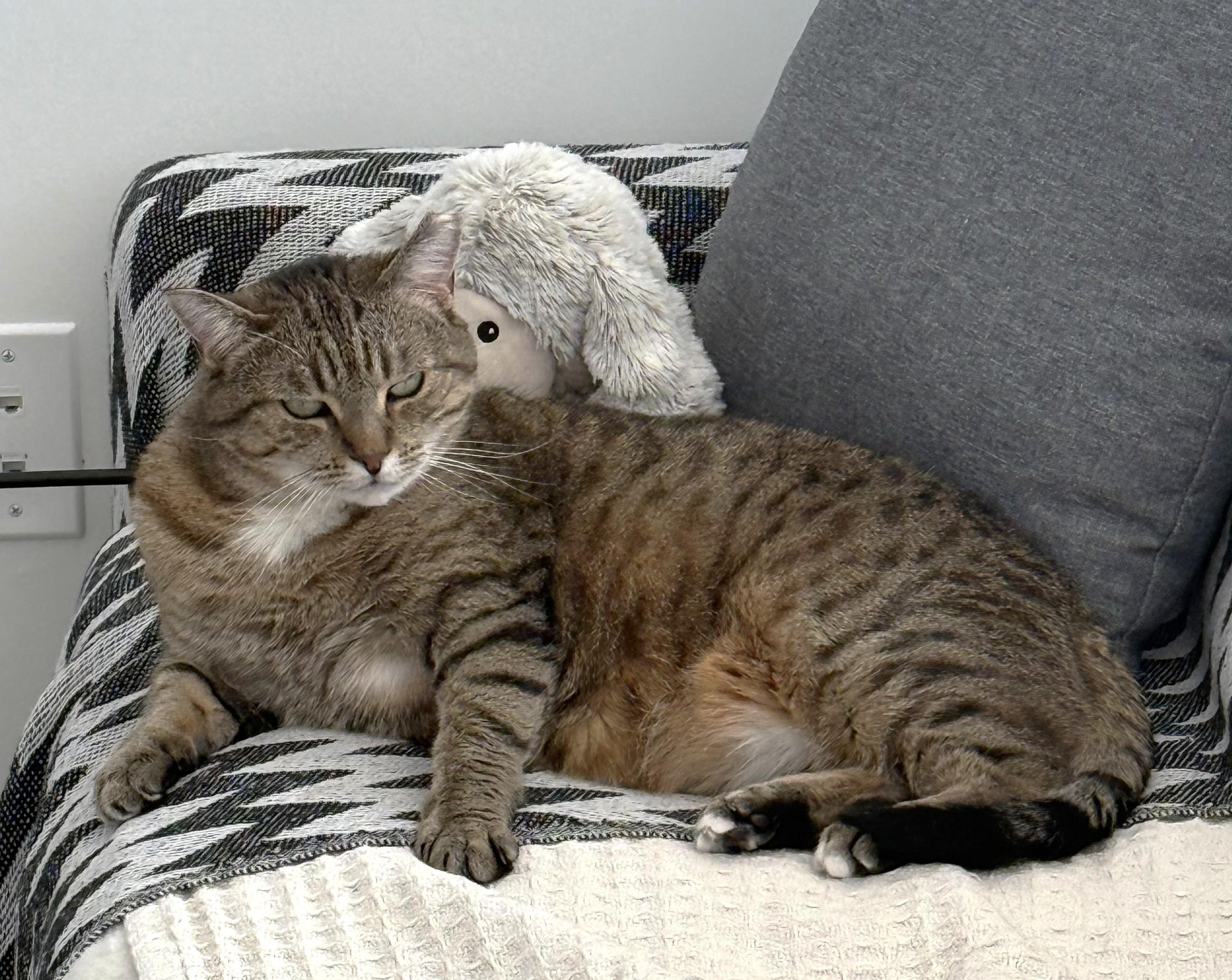 Enlarge Fairy AKA Fairmont, a Adoptable Domestic Short Hair in Mississauga, ON image 6/6