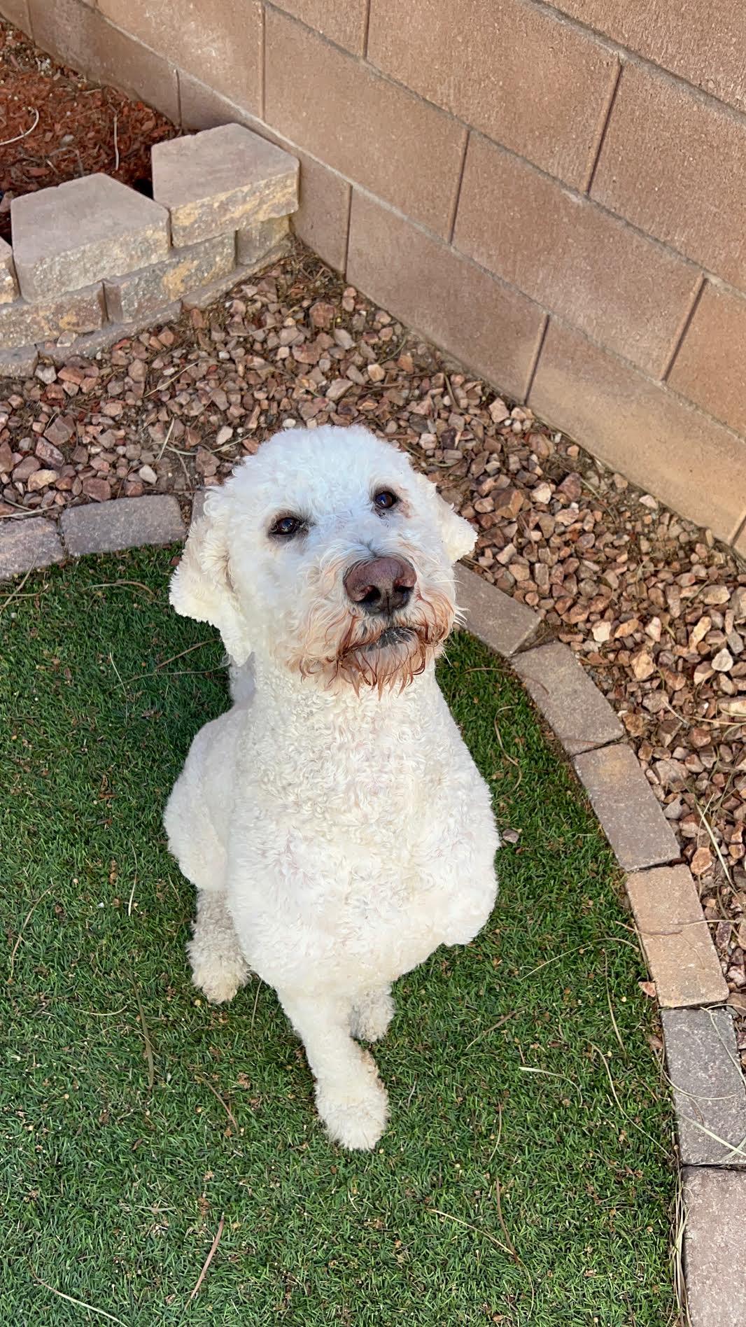 Rio, an adopted mixed breed in Las Vegas, NV image 3/3