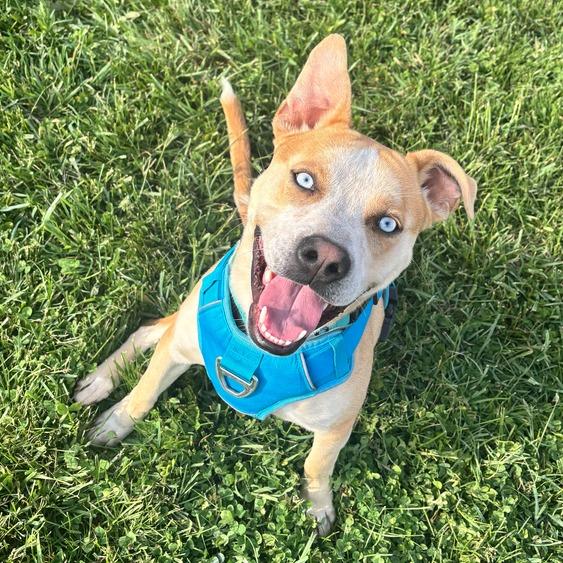 Bayou, Adoptable, Young Male Pit Bull Terrier & Husky.