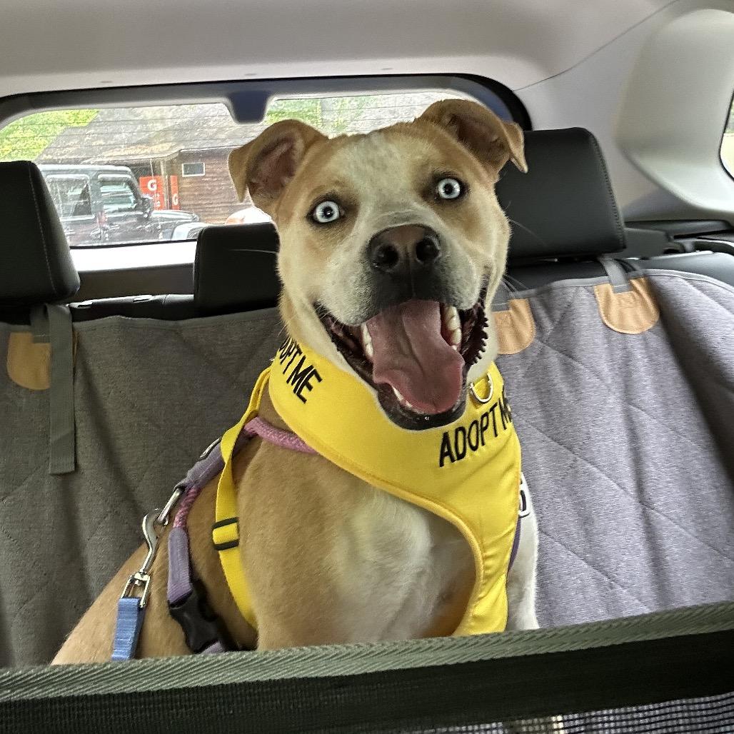 Enlarge Bayou, a Adoptable mixed breed in Marion, VA image 2/6