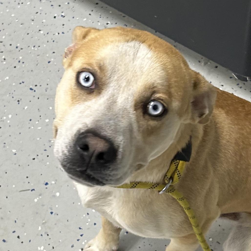 Bayou, Adoptable, Young Male Pit Bull Terrier & Husky.
