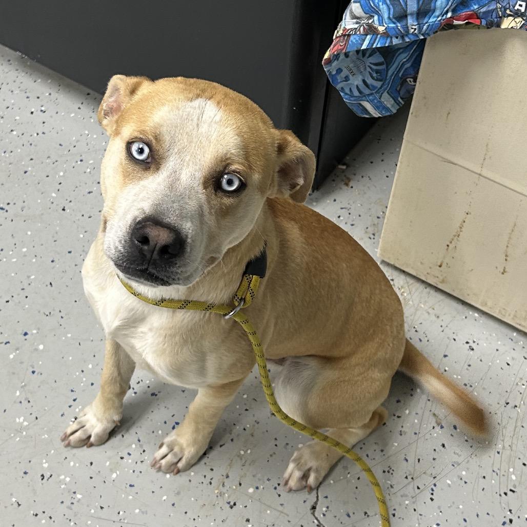 Enlarge Bayou, a Adoptable mixed breed in Marion, VA image 2/6