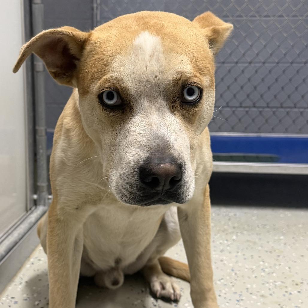 Enlarge Bayou, a Adoptable mixed breed in Marion, VA image 3/6