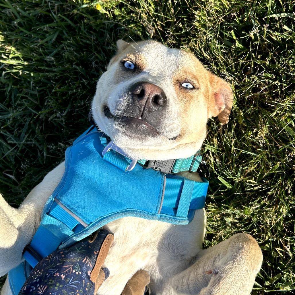 Enlarge Bayou, a Adoptable mixed breed in Marion, VA image 4/6