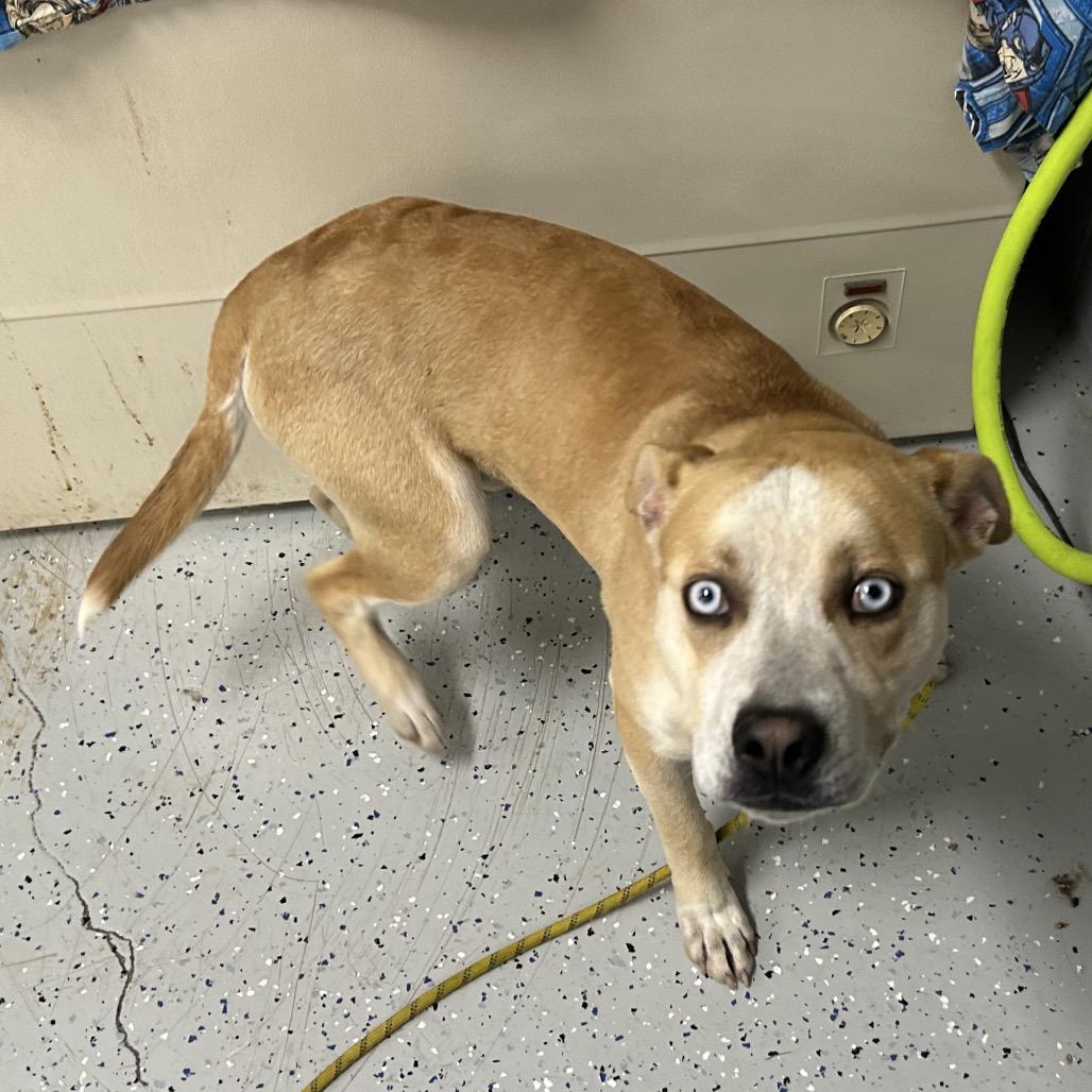 Enlarge Bayou, a Adoptable mixed breed in Marion, VA image 4/6