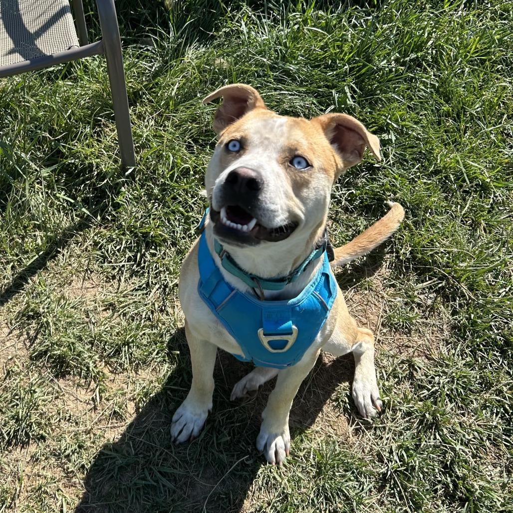 Enlarge Bayou, a Adoptable mixed breed in Marion, VA image 5/6