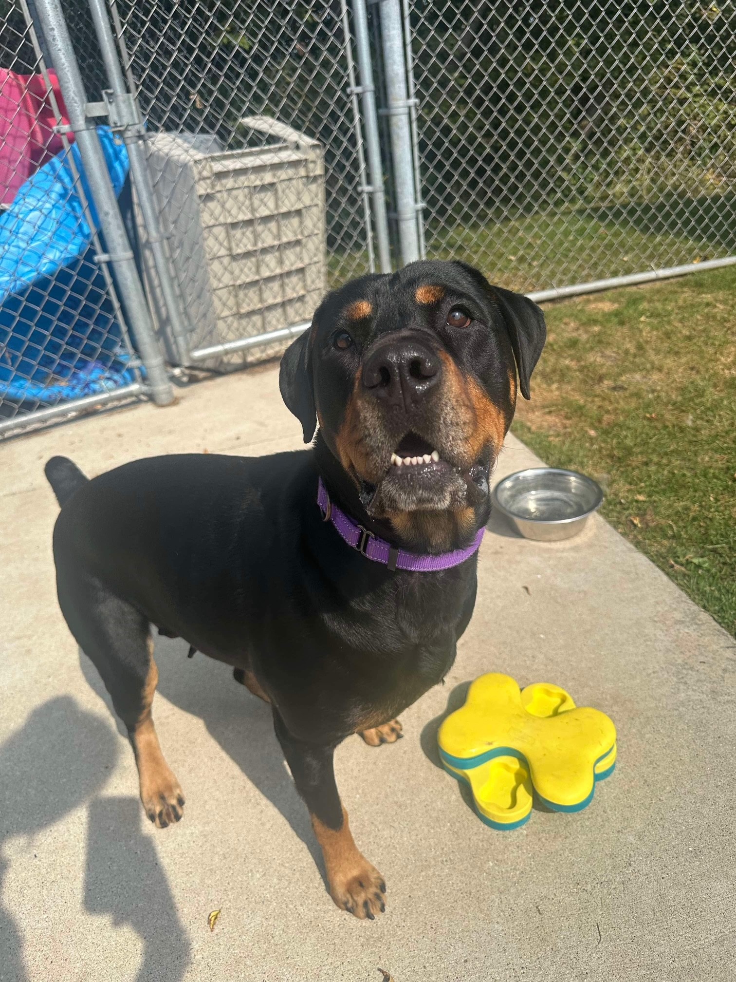 Enlarge Nala Mae, an adoptable Rottweiler in Manitowoc, WI image 5/6
