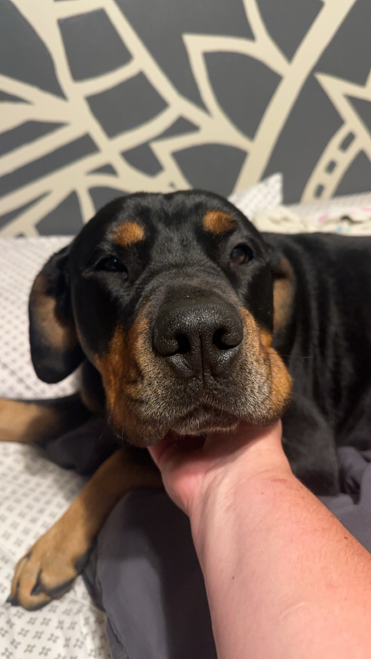 Enlarge Nala Mae, an adoptable Rottweiler in Manitowoc, WI image 3/6