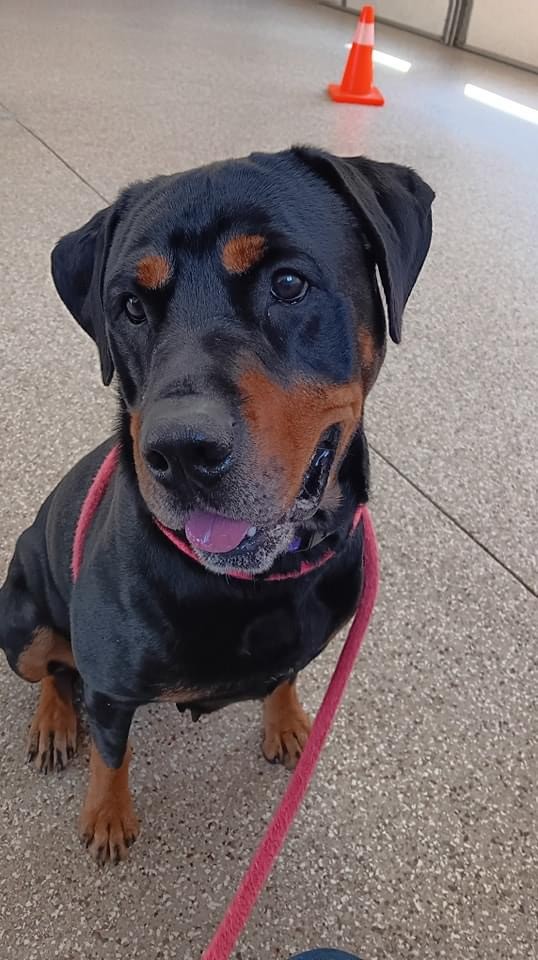 Enlarge Nala Mae, an adoptable Rottweiler in Manitowoc, WI image 4/6