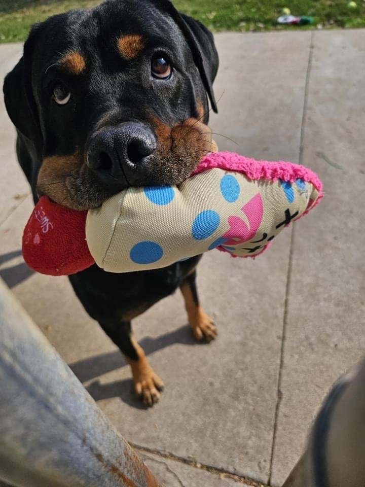 Enlarge Nala Mae, an adoptable Rottweiler in Manitowoc, WI image 1/6