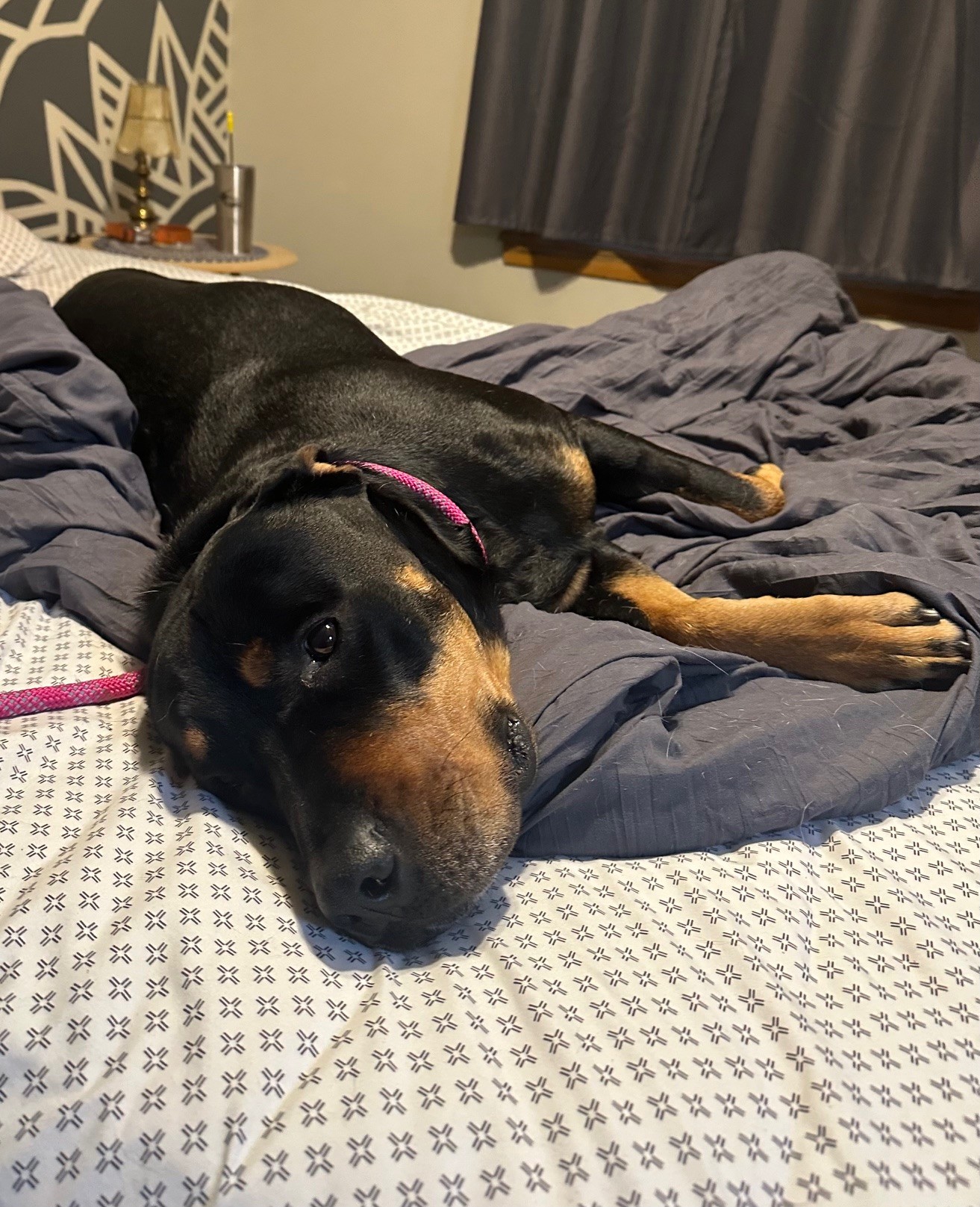 Enlarge Nala Mae, an adoptable Rottweiler in Manitowoc, WI image 6/6