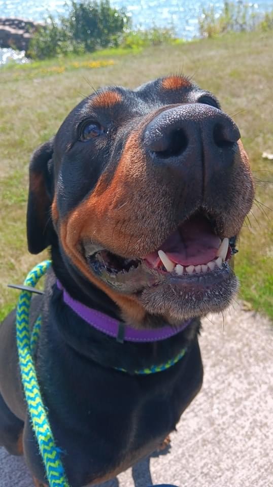 Enlarge Nala Mae, an adoptable Rottweiler in Manitowoc, WI image 2/6
