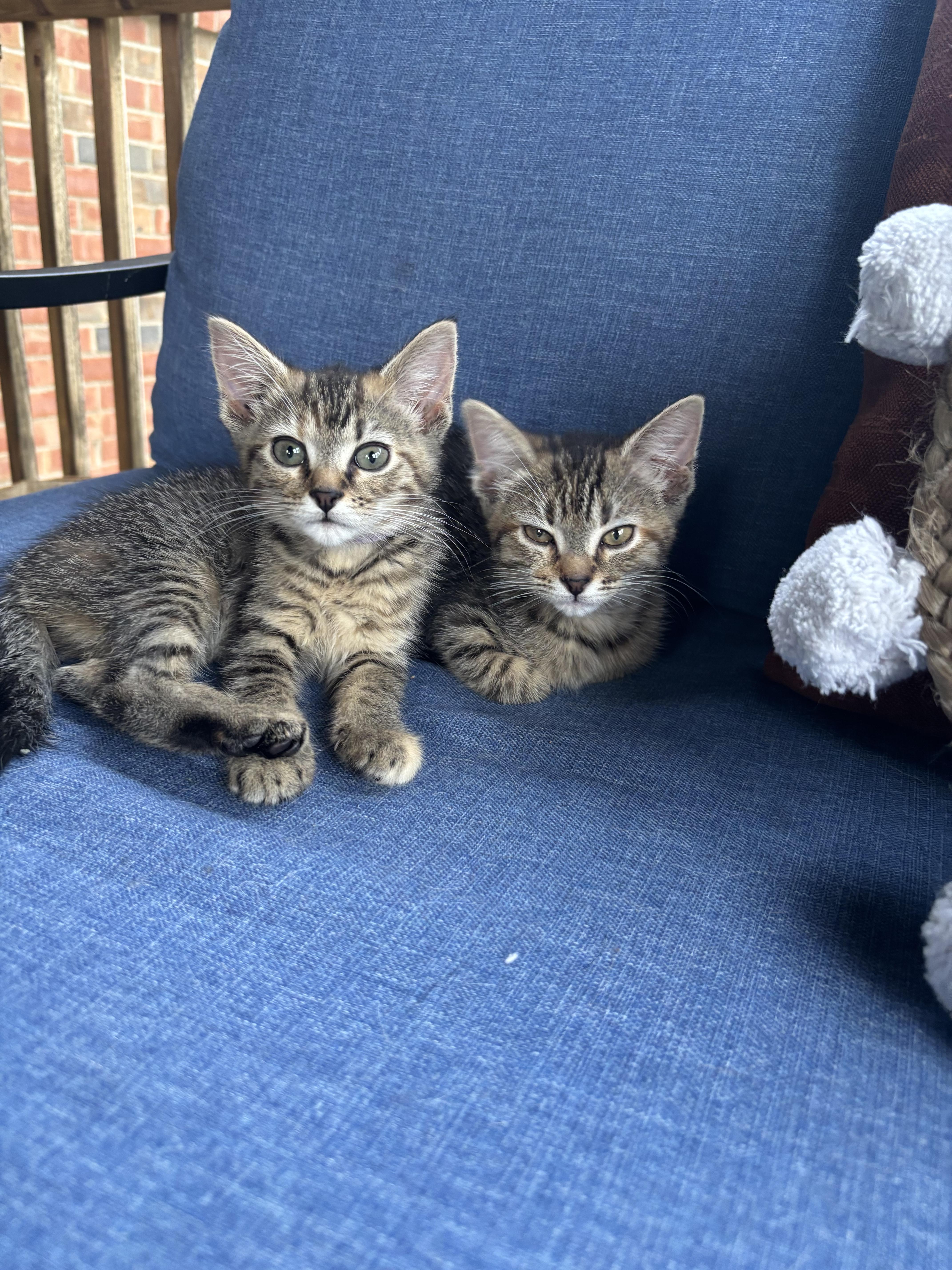Lilly & Angelique, Baby Female Tabby