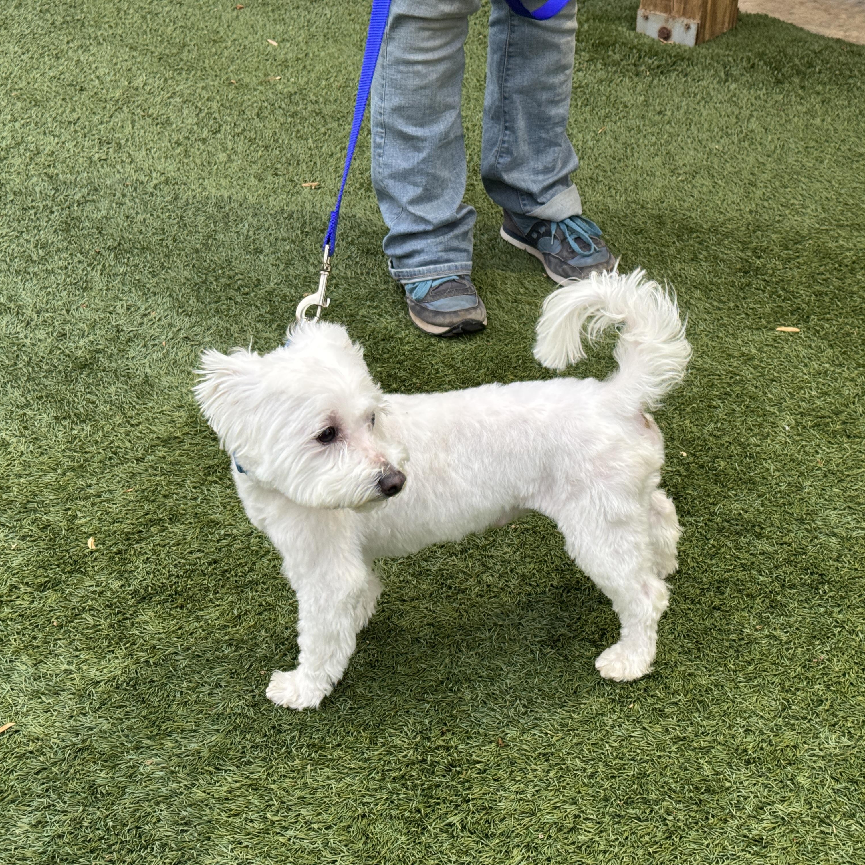 Enlarge Meet Sweet Willie the Westie Mix - Friendly adult male, loves to be with people!, a Adopted mixed breed in Clifton, NJ image 3/6