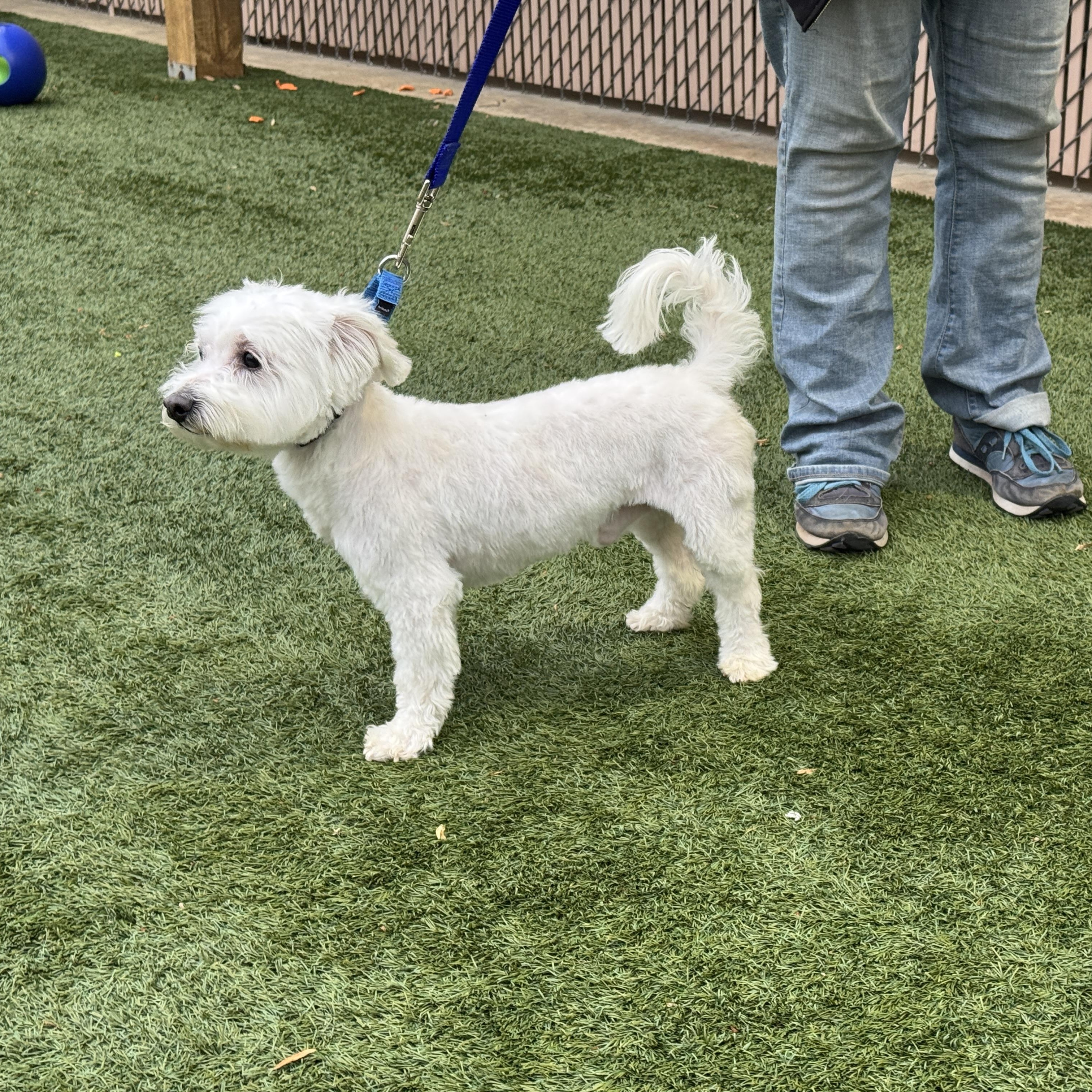 Enlarge Meet Sweet Willie the Westie Mix - Friendly adult male, loves to be with people!, a Adopted mixed breed in Clifton, NJ image 4/6