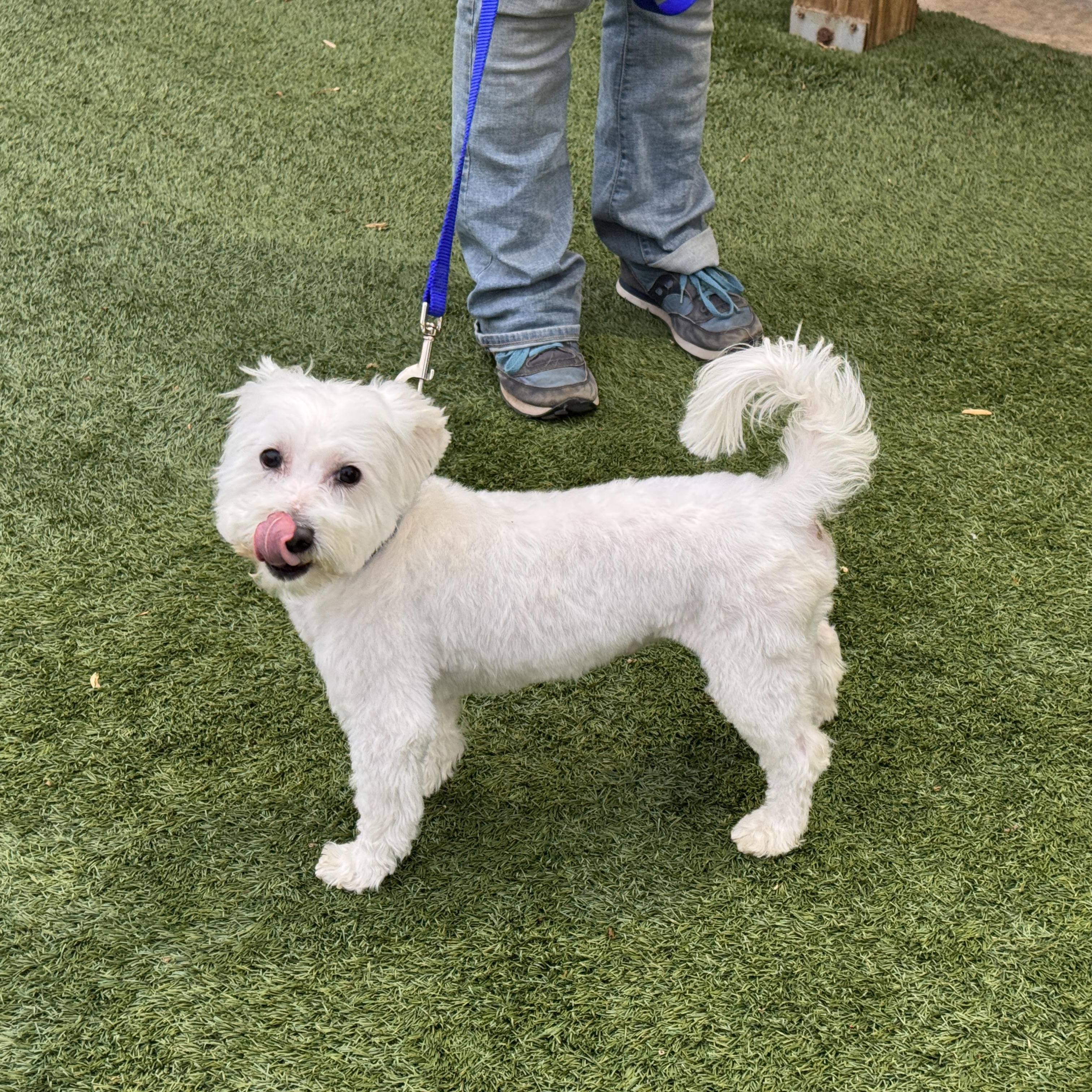 Meet Sweet Willie the Westie Mix - Friendly adult male, loves to be with people!, Adopted, Adult Male West Highland White Terrier / Westie & Maltipoo.