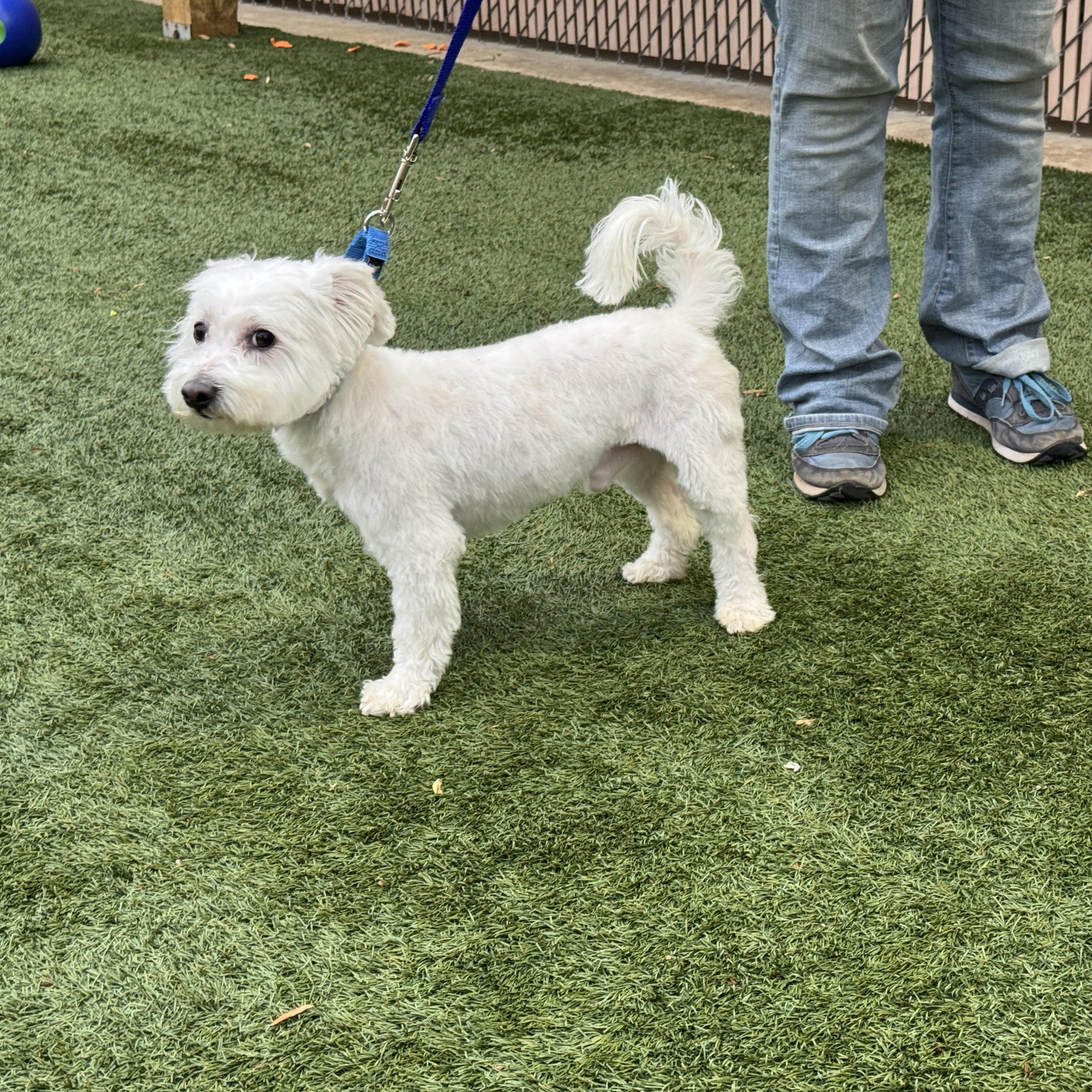Enlarge Meet Sweet Willie the Westie Mix - Friendly adult male, loves to be with people!, a Adopted mixed breed in Clifton, NJ image 6/6