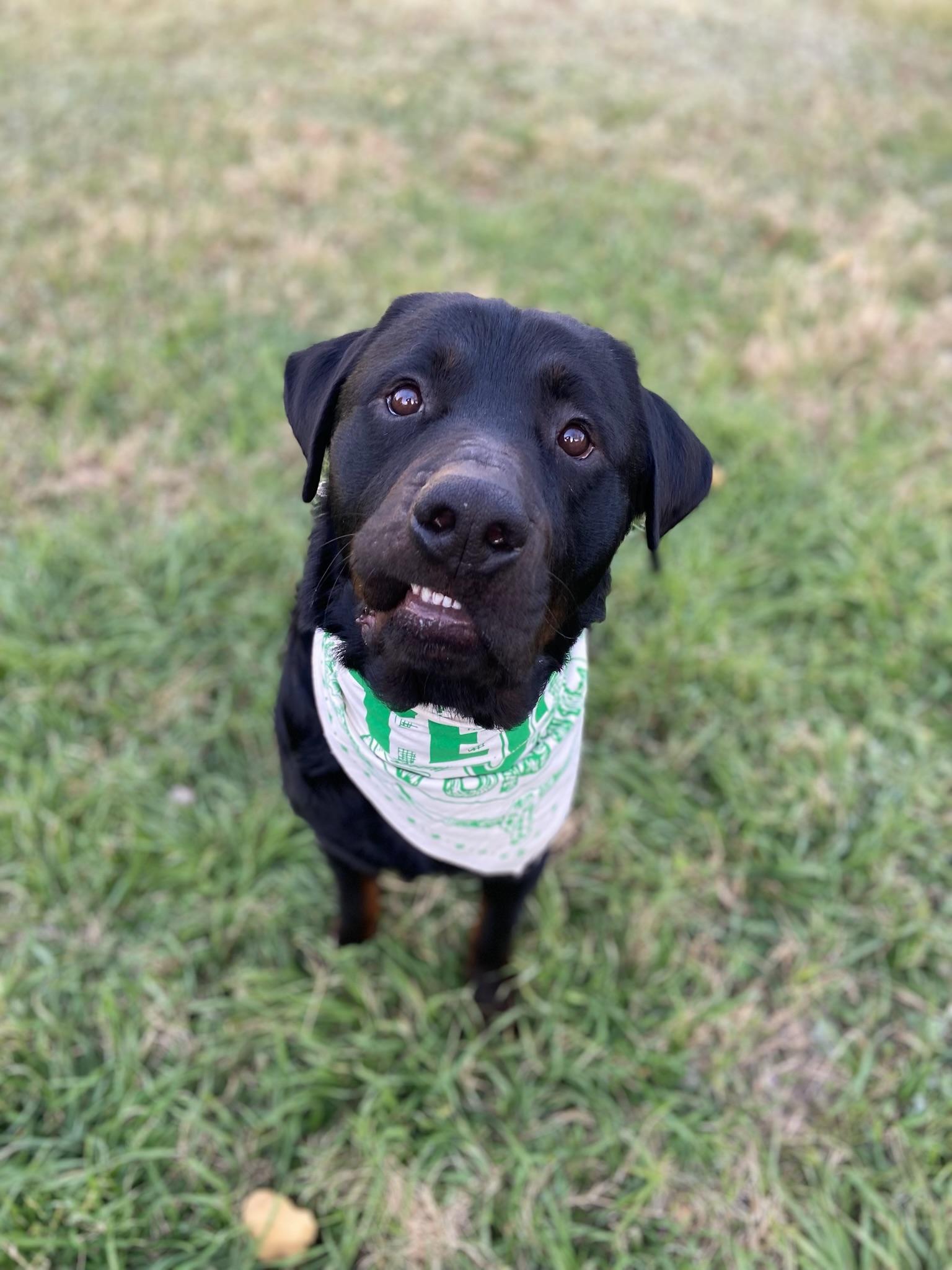 Enlarge Sherlock, a Adoptable Rottweiler in Austin, TX image 2/4
