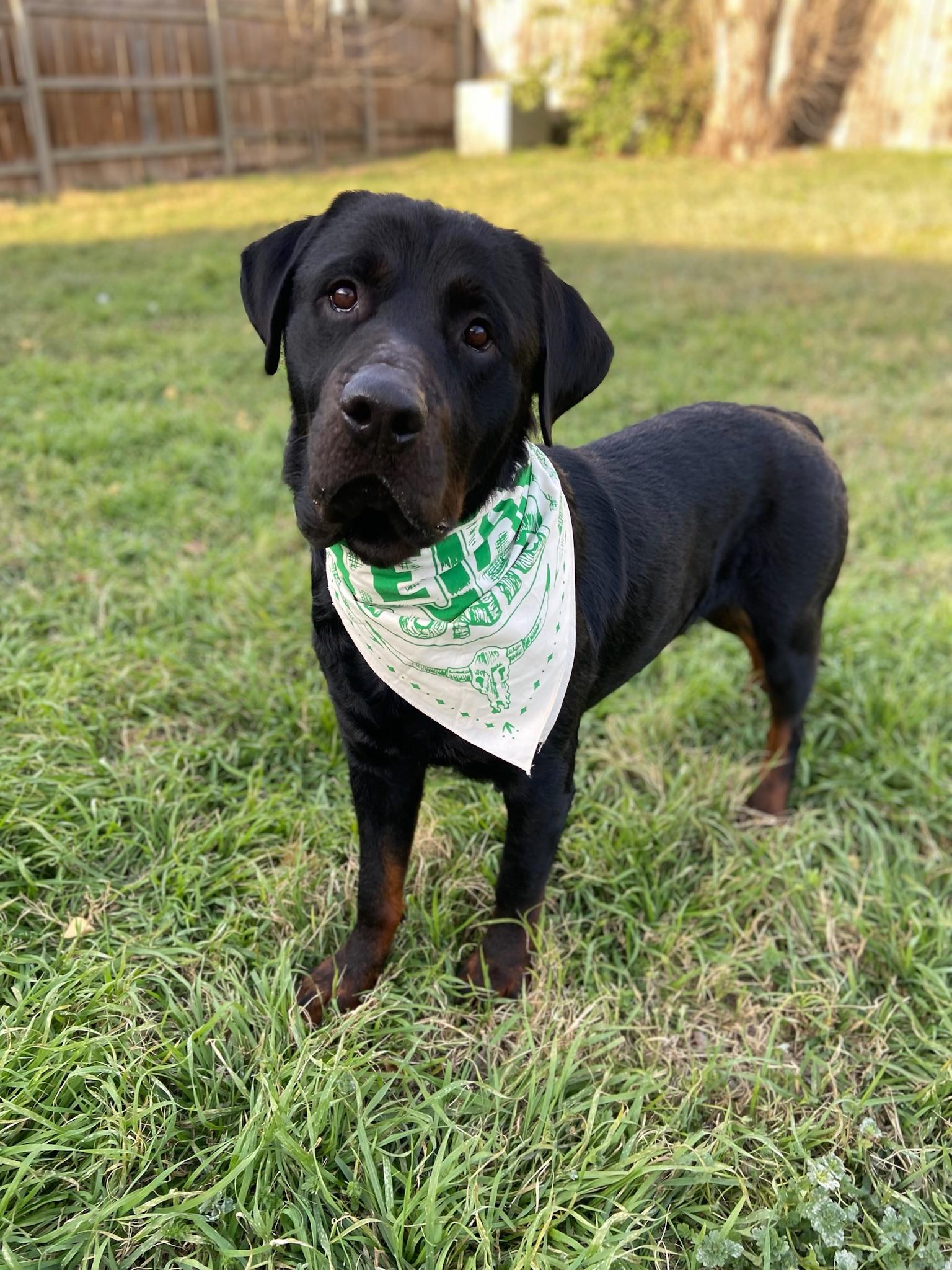 Enlarge Sherlock, a Adoptable Rottweiler in Austin, TX image 1/4