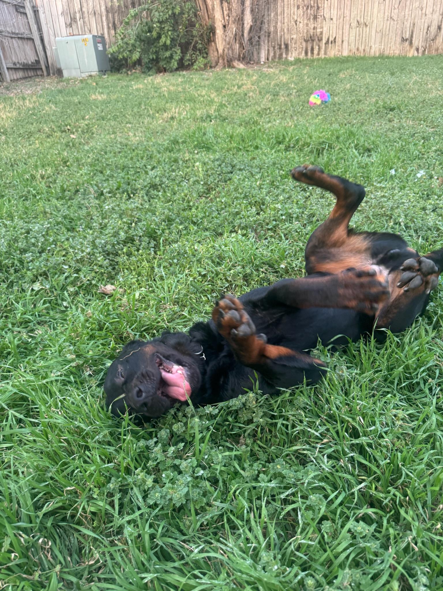 Enlarge Sherlock, a Adoptable Rottweiler in Austin, TX image 3/4