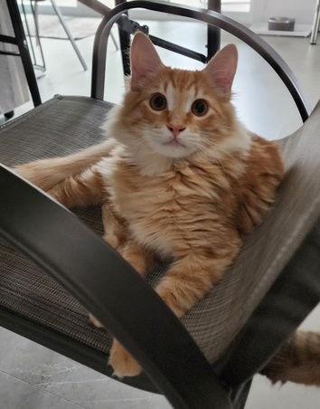 Reese and Baby Ruth - Sibling kitten pair, Adoptable, Young Male Tabby & Domestic Short Hair.